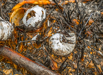 After the fire in the forest 