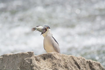 Fototapeta premium Black Crowned Night Heron