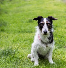 Obraz premium Jack Russell cross dog. Mans best friend sitting obediently.