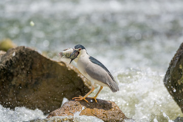 Black Crowned Night Heron