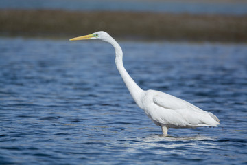 Great White Egret Fishing