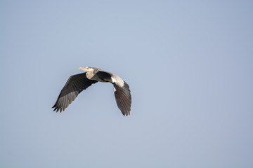 Grey Heron
