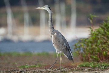 Grey Heron