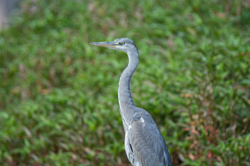 Grey Heron