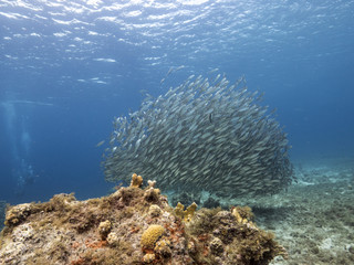 Unterwasser - Riff - Fisch - Fischschwarm - Tauchen - Curacao - Karibik