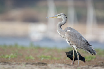 Grey Heron