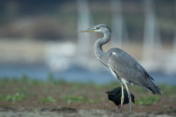 Grey Heron