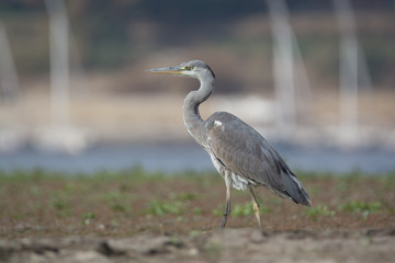 Grey Heron