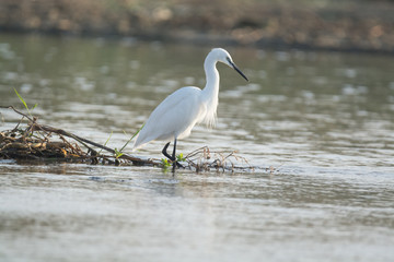 Little Egret bird