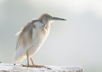 Squacco Heron bird