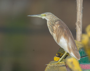 Squacco Heron bird