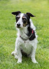 Jack Russell cross dog looking at something in the distance.
