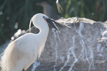 Little Egret bird