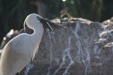Little Egret bird