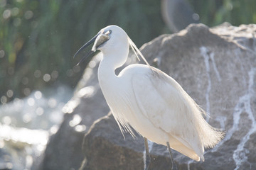 Little Egret bird