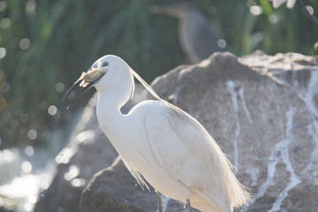 Little Egret bird