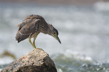 Black Crowned Night Heron