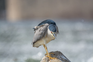 Black Crowned Night Heron