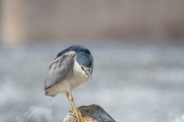 Black Crowned Night Heron