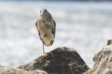 Black Crowned Night Heron