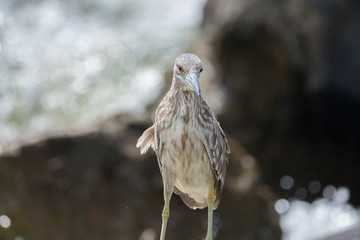 Black Crowned Night Heron