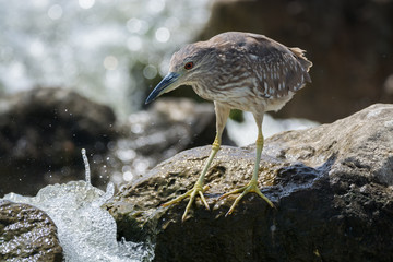 Black Crowned Night Heron