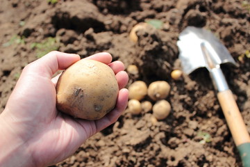 じゃがいもの収穫