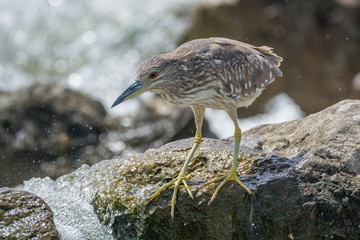 Black Crowned Night Heron