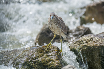 Black Crowned Night Heron