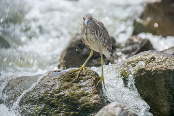 Black Crowned Night Heron