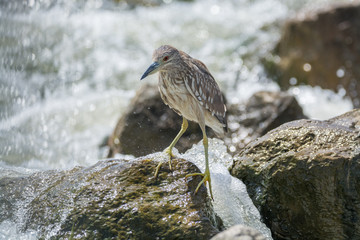 Black Crowned Night Heron