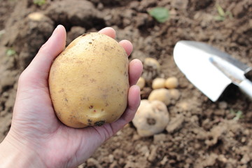 じゃがいもの収穫