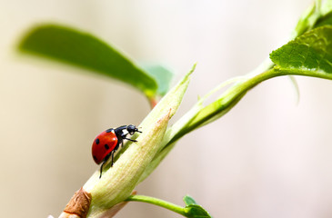 ladybug