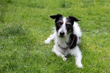 Fototapeta premium Jack Russell cross dog looking into camera.