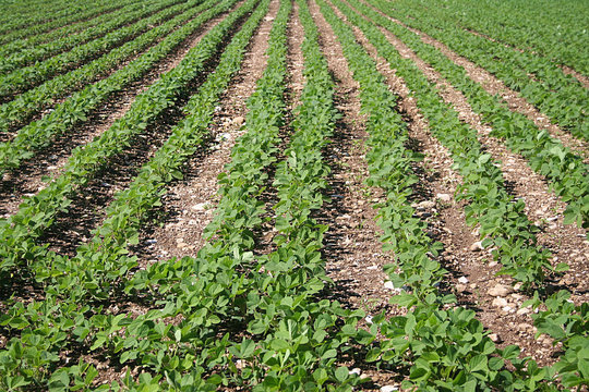 campo di soia in estate illuminato dal sole