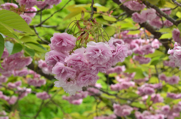 八重桜　御室 京都