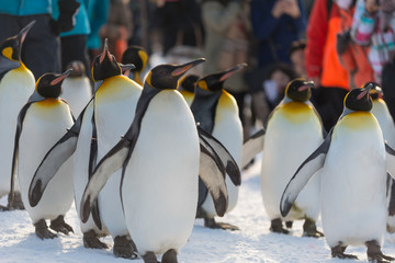 Obraz premium キングペンギン 散歩