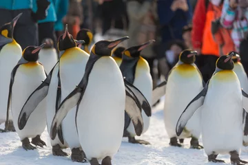 Foto op Plexiglas キングペンギン　散歩 © Yusei