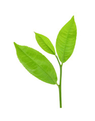 Naklejka na ściany i meble green tea leaf isolated on white background