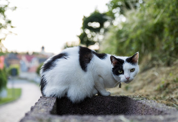 cat black and white color, is sitting on the parapet, on the background of houses