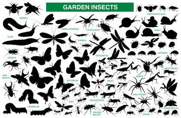 Fototapeta Garden insect vector silhouette collection obraz