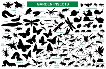 Foto op Canvas Garden insect vector silhouette collection © PrintingSociety