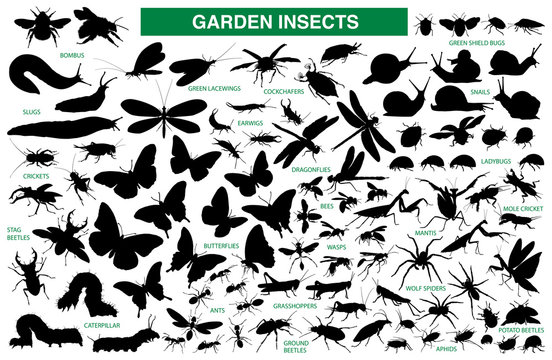 Garden insect vector silhouette collection