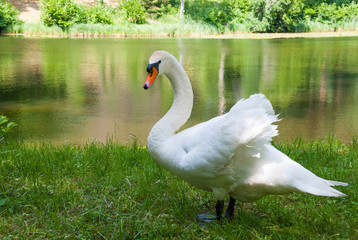 White swan(Cygnus olor) standing near a lake