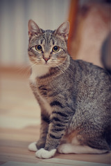 Naklejka na ściany i meble The gray striped cat with white paws and yellow eyes