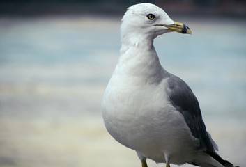 Gaviota