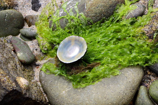 Coquille vide de bernique sur les galets