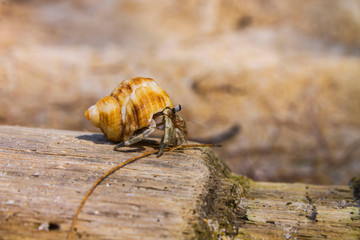 Рак-отшельник/Hermit crab