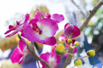 Pink Orchid Beautifiul Flowers