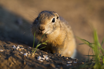 gopher in the gopher hole